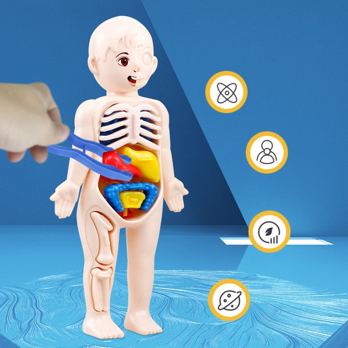 Kids Organ Assembled Toy 3D Puzzle Human Body Teaching Tool For Children