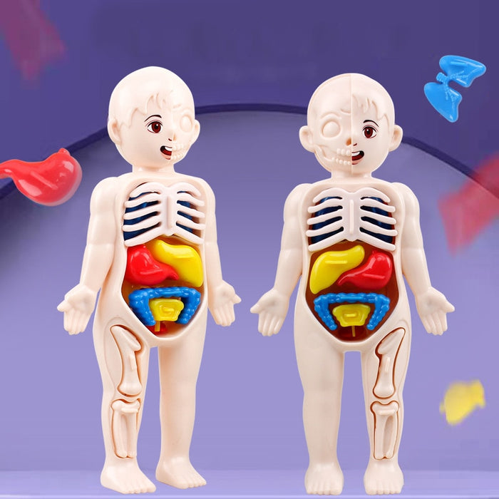 Kids Organ Assembled Toy 3D Puzzle Human Body Teaching Tool For Children