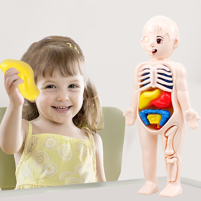 Kids Organ Assembled Toy 3D Puzzle Human Body Teaching Tool For Children