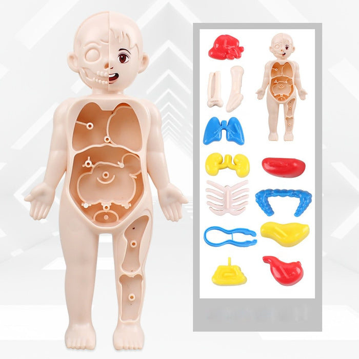 Kids Organ Assembled Toy 3D Puzzle Human Body Teaching Tool For Children