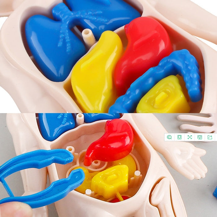 Kids Organ Assembled Toy 3D Puzzle Human Body Teaching Tool For Children