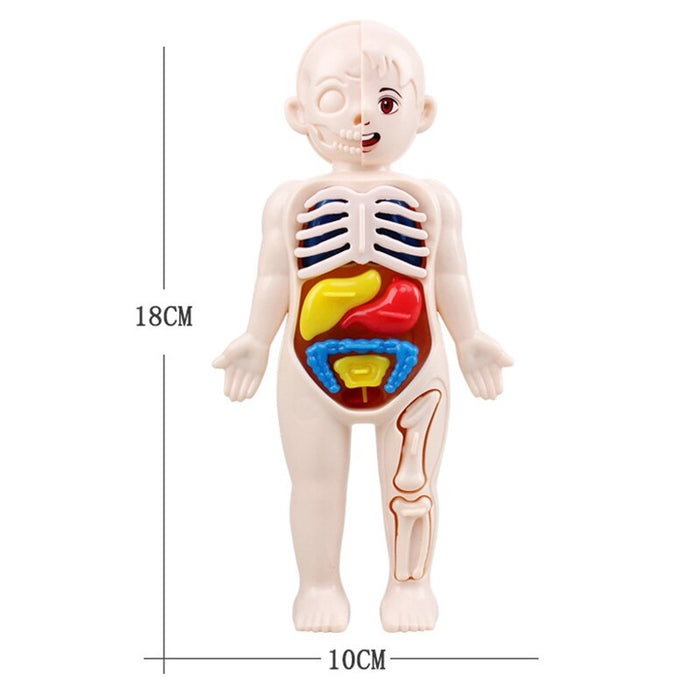 Kids Organ Assembled Toy 3D Puzzle Human Body Teaching Tool For Children